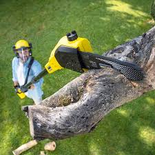Best Lawn Disease Treatment  in Menard, TX
