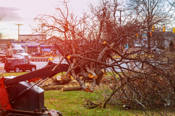 Best Root Management and Removal  in Menard, TX