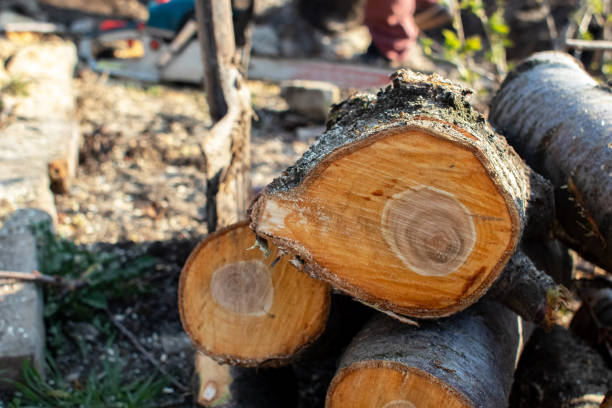 Best Tree Mulching  in Menard, TX
