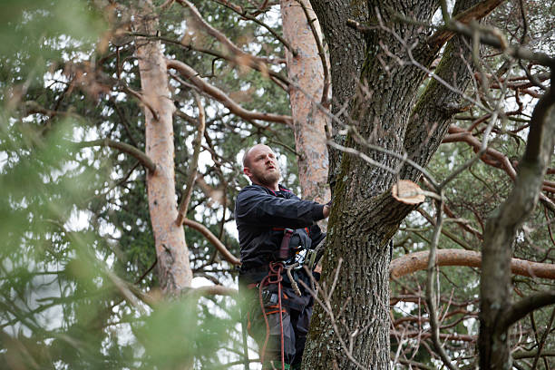 Reliable Menard, TX Tree Care Solutions